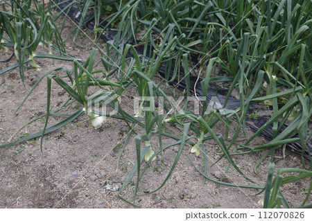 二月底非常早的洋蔥 112070826