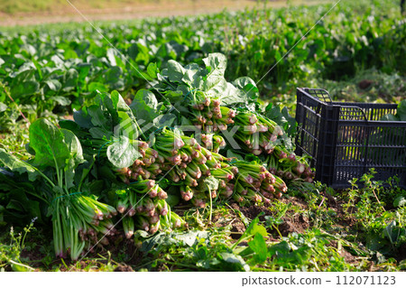 Harvest of spinach in field in garden outdoor, no people 112071123