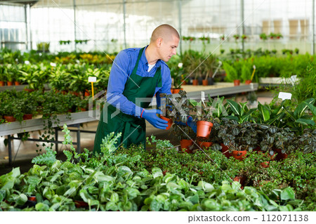Man in apron arranging pots with plants in plant shop 112071138