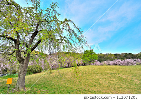 [Aichi Prefecture] Cherry blossoms at Higashitaniyama Fruit Park in Nagoya City and Mt. Higashitaniyama, the highest peak in Nagoya City 112071205
