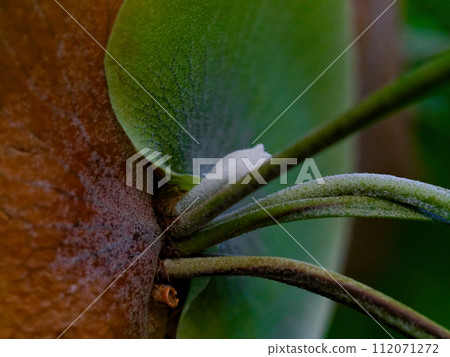 Tropical epiphytic fern plant, Bikakushidae Tropical epiphytic fern plant, Bikakushidae 112071272
