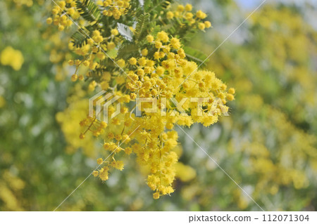 Mimosa's Yellow Flower 112071304