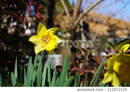 Yellow color Yellow color 112071529