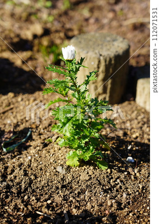 花 花 112071531