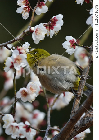 Mejiro and plum blossoms 112071678