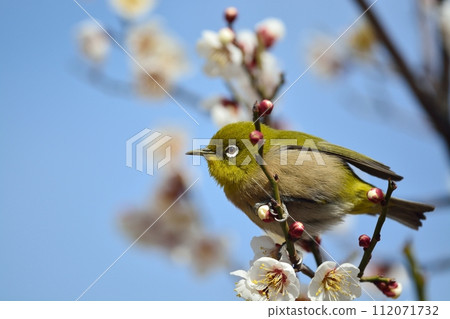 Mejiro and plum blossoms Mejiro and plum blossoms 112071732