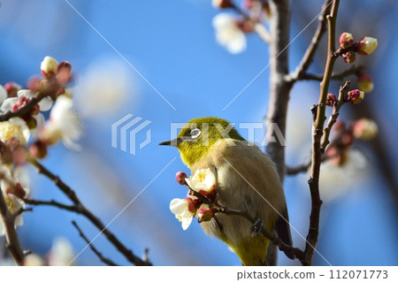 Mejiro and plum blossoms 112071773
