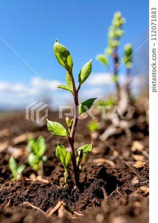 發芽的植物 發芽的植物 112071883