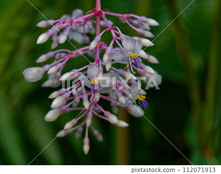 Tropical flowering tree Medinilla crassata flower 112071913