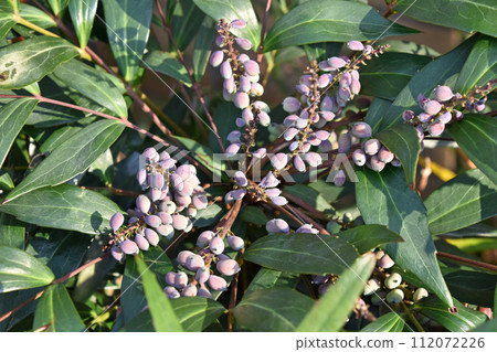 細葉冬青南天 (Hosoba holly nanten) 112072226