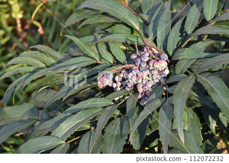 Hosoba holly nanten (Hosoba holly nanten) 112072232