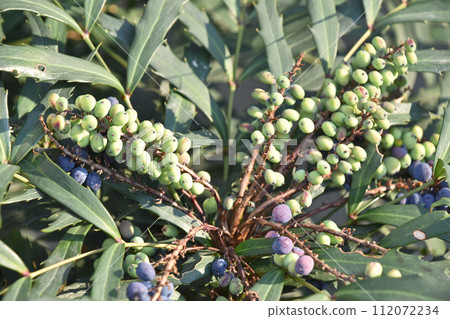 Hosoba holly nanten (Hosoba holly nanten) 112072234