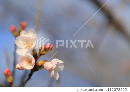 櫻花盛開預示著春天的到來 112072235