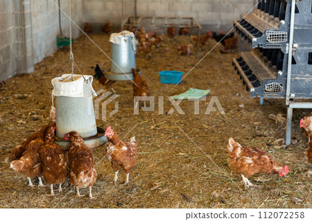 Group of chickens walking and eating in henhouse 112072258