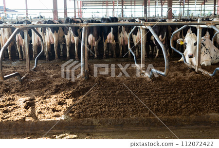 Farm cowshed with milking cows eating hay from manger Farm cowshed with milking cows eating hay from manger 112072422