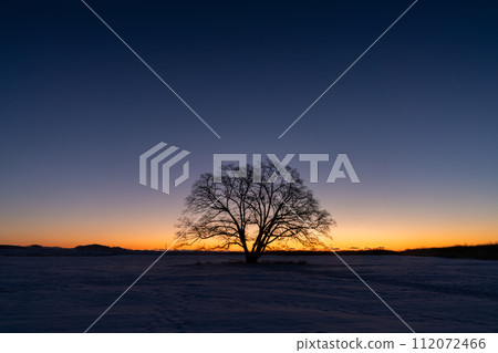 An elm tree stands at dawn in winter 112072466