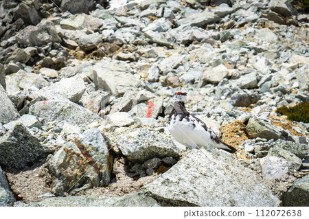 在余雪季節攀登北阿爾卑斯立山 一之越雷鳥 112072638