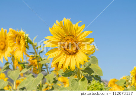 Yellow Sunflower blooming field natural background 112073137