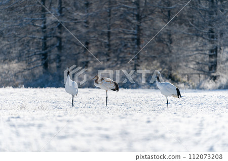 丹頂鶴一家飛向覓食區 112073208