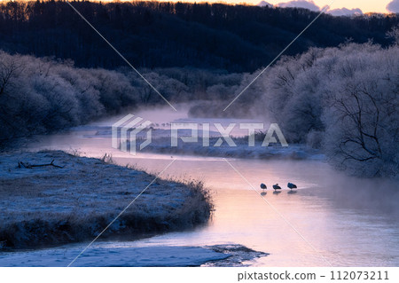 沐浴在清晨陽光下的丹頂鶴棲息地 112073211