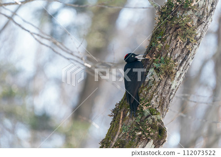 Black woodpecker singing in trees in winter 112073522