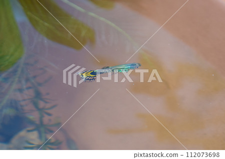 guppy fish in the lotus pond guppy fish in the lotus pond 112073698