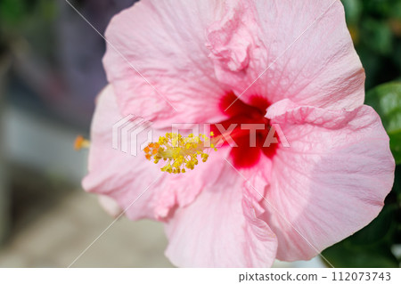 識根島美麗的木槿、九重葛和長頸鹿花壇。位於東京伊豆群島根島。 20 識根島美麗的木槿、九重葛和長頸鹿花壇。位於東京伊豆群島根島。 20 112073743