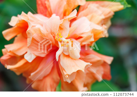 識根島美麗的木槿、九重葛和長頸鹿花壇。位於東京伊豆群島根島。 20 112073744