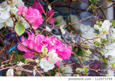 識根島美麗的木槿、九重葛和長頸鹿花壇。位於東京伊豆群島根島。 20 識根島美麗的木槿、九重葛和長頸鹿花壇。位於東京伊豆群島根島。 20 112073749