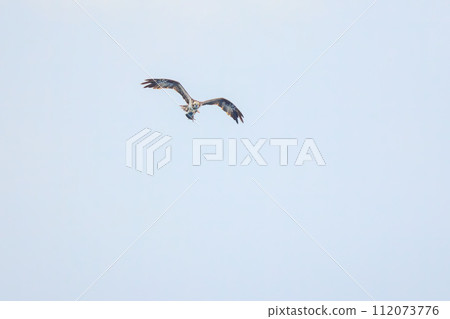 A beautiful osprey (family Accipitridae) seen in the sea off Izu Oshima, catching and holding a fish as it flies. Tokai Kisen Tokyo Bay to Izu A beautiful osprey (family Accipitridae) seen in the sea off Izu Oshima, catching and holding a fish as it flies. Tokai Kisen Tokyo Bay to Izu 112073776