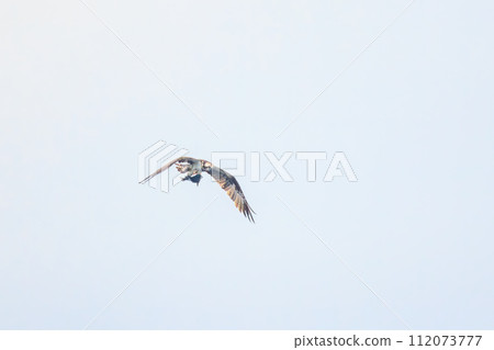 A beautiful osprey (family Accipitridae) seen in the sea off Izu Oshima, catching and holding a fish as it flies. Tokai Kisen Tokyo Bay to Izu A beautiful osprey (family Accipitridae) seen in the sea off Izu Oshima, catching and holding a fish as it flies. Tokai Kisen Tokyo Bay to Izu 112073777