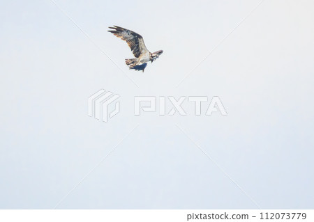 A beautiful osprey (family Accipitridae) seen in the sea off Izu Oshima, catching and holding a fish as it flies. Tokai Kisen Tokyo Bay to Izu A beautiful osprey (family Accipitridae) seen in the sea off Izu Oshima, catching and holding a fish as it flies. Tokai Kisen Tokyo Bay to Izu 112073779