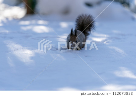 Ezoris playing in the snow Ezoris playing in the snow 112073858