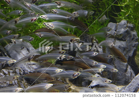 水族箱裡有一大群半透明的玻璃貓 112074158