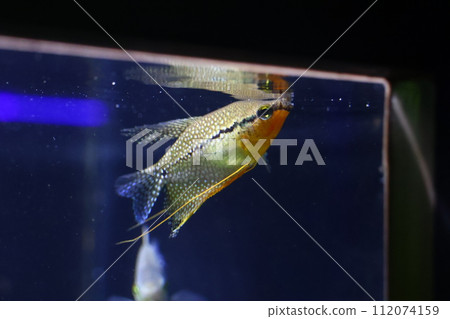 水族館裡的珍珠吻口魚 112074159