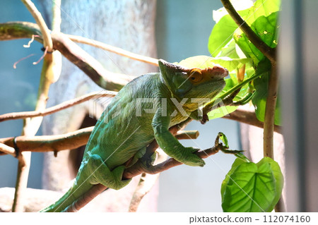 豹變色龍棲息在樹枝上 112074160