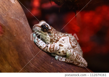 一隻棕色樹蛙棲息在樹枝上 112074161