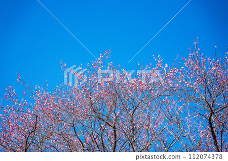 紅梅映襯藍天 112074378