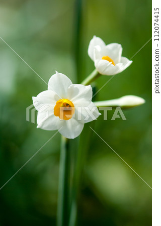 Narcissus 112074415