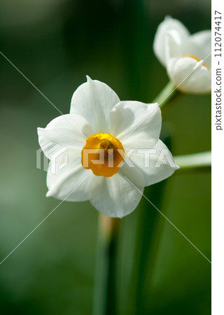 Narcissus 112074417