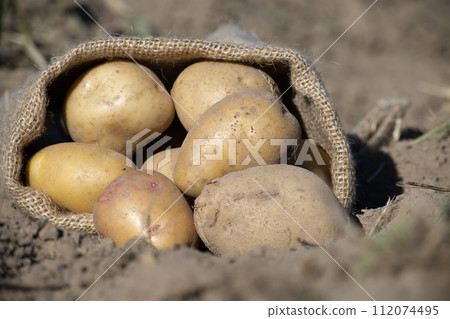 Freshly dug potatoes spill out of burlap sack Freshly dug potatoes spill out of burlap sack 112074495
