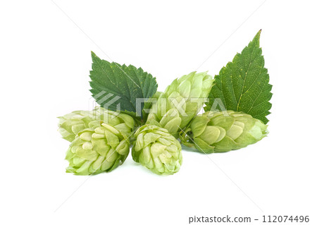 Hops seed cones or strobiles isolated on white 112074496