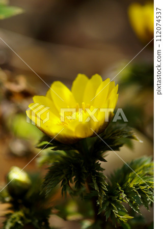 阿多尼斯 112074537