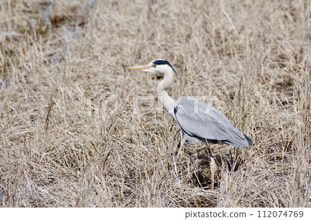 灰鷺蒼鷺 / 日本 112074769