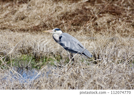 Gray heron heron / Japan 112074770