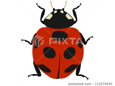 有益昆蟲“七星瓢蟲” 112074850