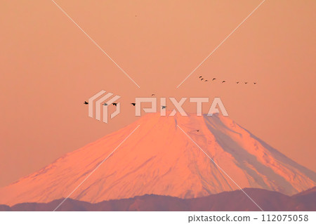 Majestic Red Fuji (Mt. Fuji dyed red in the morning glow) and flocks of birds (cormorants, ducks, etc.). Kasai, Edogawa-ku, Tokyo, Japan 112075058