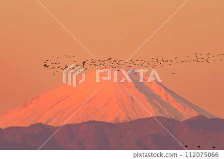 雄偉的紅富士(富士山在朝霞中被染成紅色)和成群的鳥類(鸕鶿、鴨子等)。日本東京都江戶川區葛西市 雄偉的紅富士(富士山在朝霞中被染成紅色)和成群的鳥類(鸕鶿、鴨子等)。日本東京都江戶川區葛西市 112075066