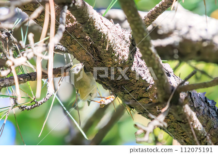 Japan's smallest bird, the cute Yellow-bellied Redstart (Family: Warbler family), searches for food in pine trees. Koishikawa Plant, Bunkyo Ward, Tokyo, Japan 112075191