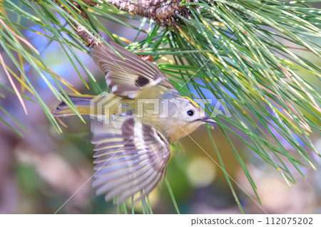 Japan's smallest bird, the cute Yellow-bellied Redstart (Family: Warbler family), searches for food in pine trees. Koishikawa Plant, Bunkyo Ward, Tokyo, Japan 112075202